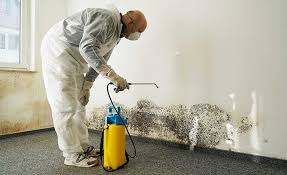 Best Emergency Mold Remediation  in Palmyra, MO