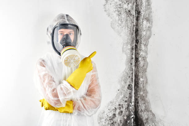 Reliable Palmyra, MO Mold Inspection Solutions