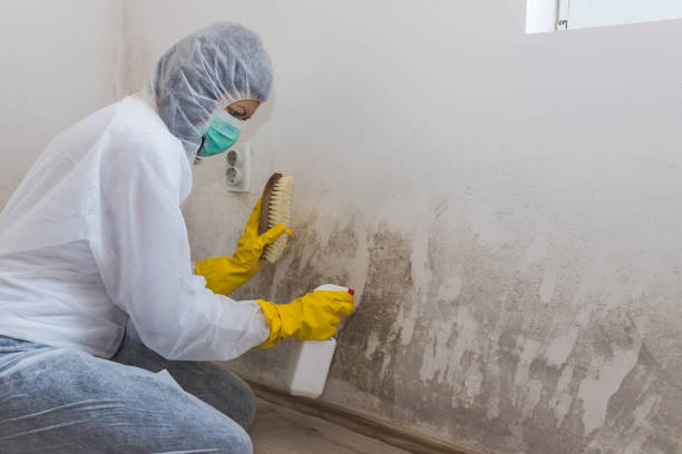 Best Basement Mold Removal  in Palmyra, MO