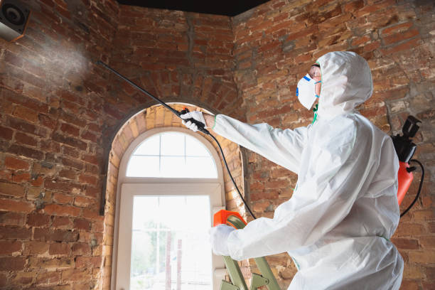 Best Water Damage & Mold Remediation  in Palmyra, MO